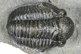 Detailed Gerastos Trilobite Fossil - Morocco #363935-1